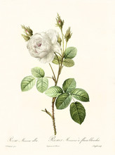Old Illustration Of Rosa Muscosa Alba. Created By P. R. Redoute, Published On Les Roses, Imp. Firmin Didot, Paris, 1817-24