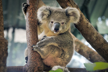 a cute koala.