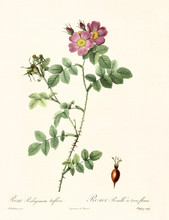 Old Illustration Of Rosa Rubiginosa Triflora. Created By P. R. Redoute, Published On Les Roses, Imp. Firmin Didot, Paris, 1817-24