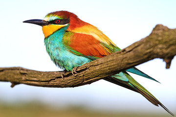 color palette at the bird's feast