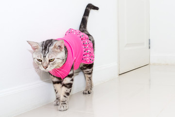 Poster - Cute American shorthair cat wearing pink shirt and standing on the floor