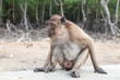 Monkey sitting urinate in mangrove forest.