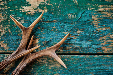 Wall Mural - stag antlers on vintage wood background