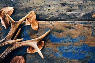 Wall Mural - vintage stag antlers and fallen seasonal leaves