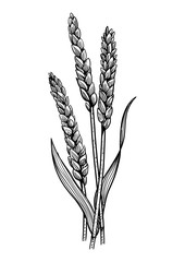 Wall Mural - Wheat illustration, drawing, engraving, ink, line art, vector