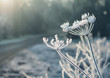 © Helen Rushbrook/Stocksy - Frosted cow parsley plants