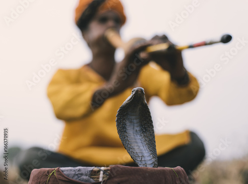 Fotomural Snake Charming With An Indian Cobra