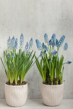 Blue Muscari Flowers Against A Light Grey Background