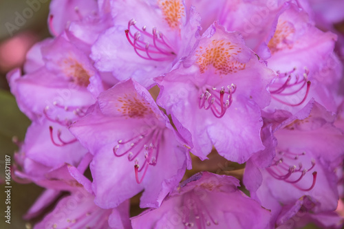 Plakat Naturalny widok kolorowy różowy azalii kwiecenie w ogródzie pod naturalnym światłem słonecznym przy pogodnym lata lub wiosny dniem. Zakończenie różowa azalia up kwitnie tło w ranek naturze