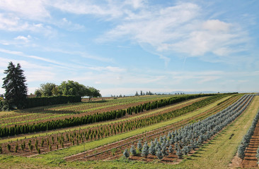 Wall Mural - long view of crops in a large field