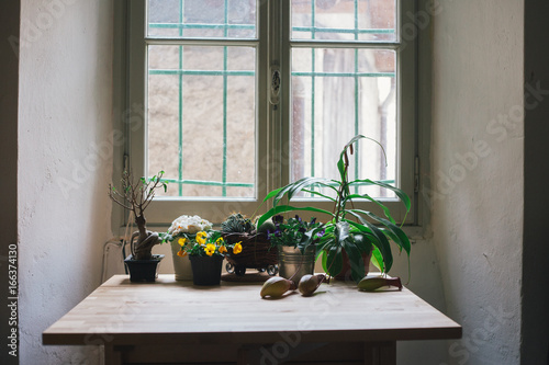 Plants On A Wooden Table This Stock Photo And Explore Similar Plants On A Wooden Table