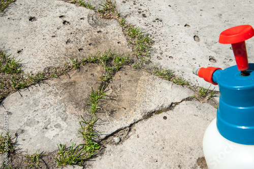Fotografia, Obraz cutting out weeds / Man removes weeds from the lawn
