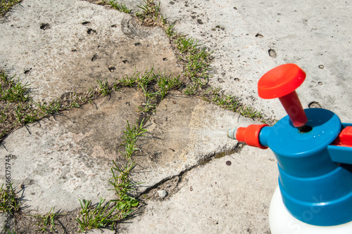 Obraz na plátne cutting out weeds / Man removes weeds from the lawn