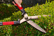 Woman hands holding scissors and cutting bush in the garden. Pruning shears in hand. Secateurs hand bush