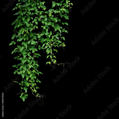 Wild climbing vine, Cayratia trifolia (Linn.) Domin. liana plant isolated on black background.
