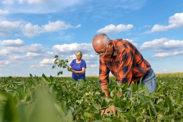 Poster - Senior couple working in soybean field and examining crop.	