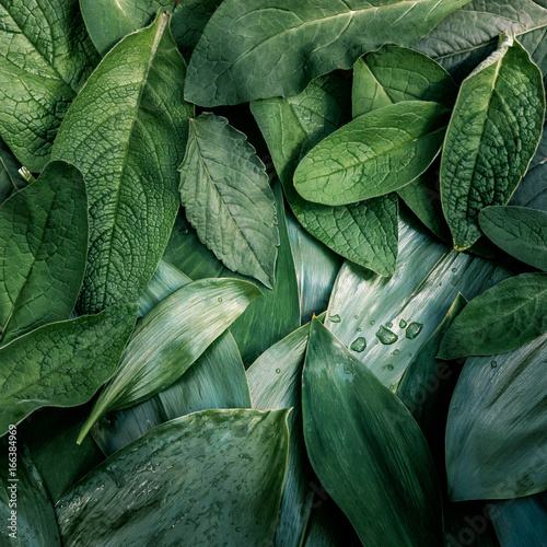 Obrazy zielone  liscie-lisc-tekstura-zielone-tlo-organiczne-makro-zblizenie-stonowanych
