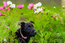 Cute Scottish Terrier Scottie Puppy "Dottie The Scottie"