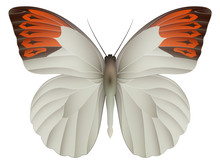 Great Orange Tip Butterfly Isolated On A White