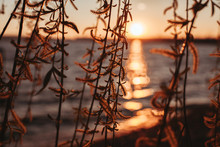 Beautiful Sunset Over Sea Seen Through Willow Tree Flowers
