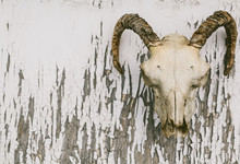 Rams Skull Over Distressed Paint Background
