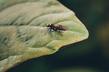 Insect Fly Macro