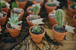 © Daring Wanderer/Stocksy - Botanical succulent cactus mini plants in terra cotta planters as wedding favors