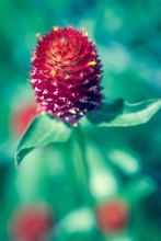 Red Flower Macro