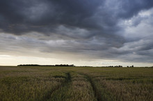 Storm Clouds Over A Field Of Wheat At Sunset. Norfolk, UK.