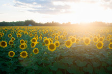A Sunflower Field At Sunset