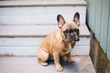 © J Danielle Photography/Stocksy - A brown french bulldog puppy sitting on stairs outside.
