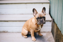 A Brown French Bulldog Puppy Sitting On Stairs Outside.