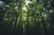 © Mosuno/Stocksy - Forest Seen From the Ground