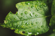 © Aleksandar Novoselski/Stocksy - Close up of green leaf with raindrops on it