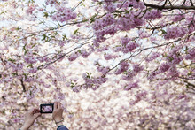 Hands Holding Compact Camera Photographing Cherry Blossom