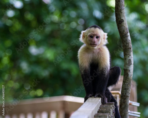 Fotografía white-headed capuchin - Cebus capucinus