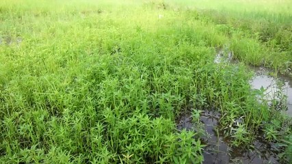 Sticker - Farmer Field during the rainy season in Thailand./Rice fields are lush in July every year./The green area of the Thai people is seasonal farming.

