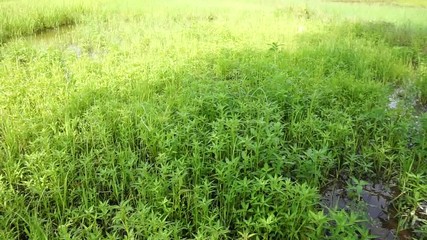 Sticker - Farmer Field during the rainy season in Thailand./Rice fields are lush in July every year./The green area of the Thai people is seasonal farming.

