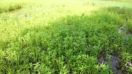 Sticker - Farmer Field during the rainy season in Thailand./Rice fields are lush in July every year./The green area of the Thai people is seasonal farming.

