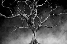 Old Big Giant Tree Alone On Fog And Smoke Background, Black And White Color