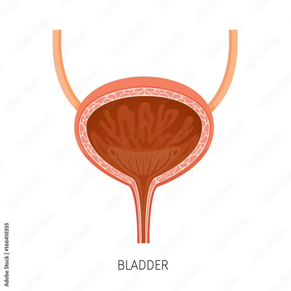 Cross Section Of Bladder, Human Internal Organ Diagram, Physiology ...