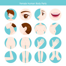 Female Human External Organs Body Set, Physiology, Structure, Medical Profession, Morphology, Healthy