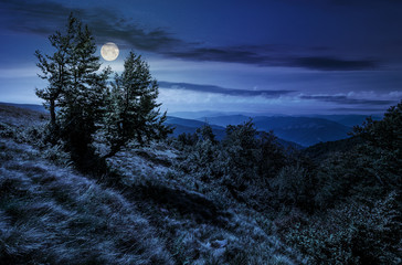Wall Mural - forest on a mountain slope at night