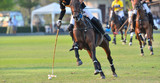 A polo horse sport player hit a polo ball with a mallet in match.