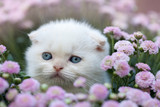 Fototapeta Fototapety na ścianę do pokoju dziecięcego - Cute little white scottish fold kitten sitting in flower
