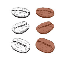 Painted Coffee Beans, Sketch, Vector Drawing, Perfect Ingredient, Choice Grain
