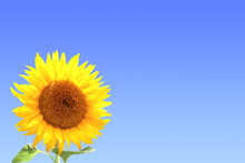 Yellow Sunflower On Blue Sky Background