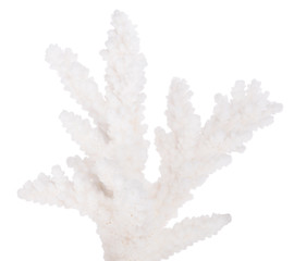 isolated small part of coral white branch
