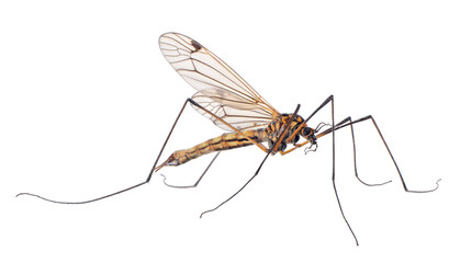 Wall Mural - large mosquito on white background