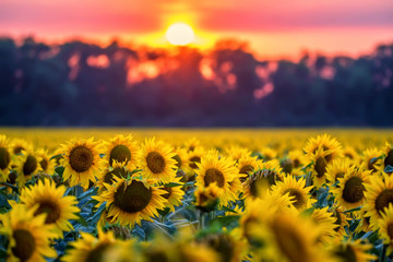 Field of sunflowers during sunset